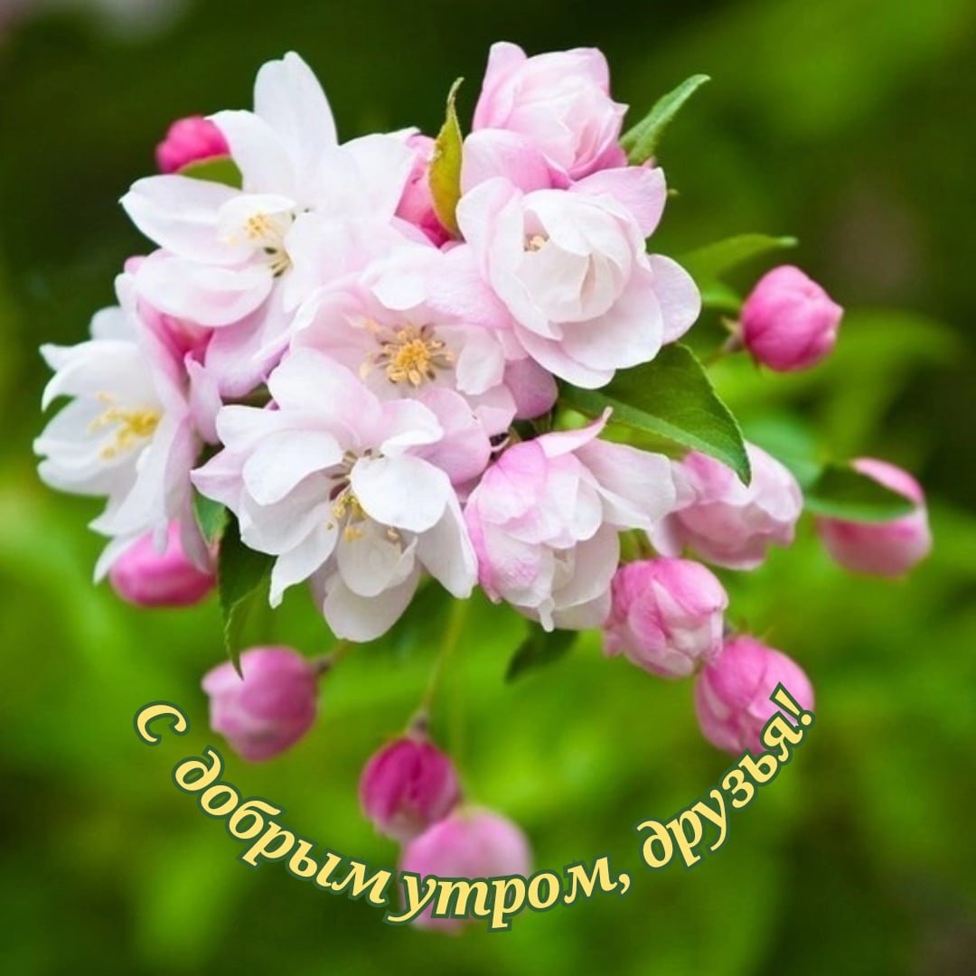 Яблоневый цвет