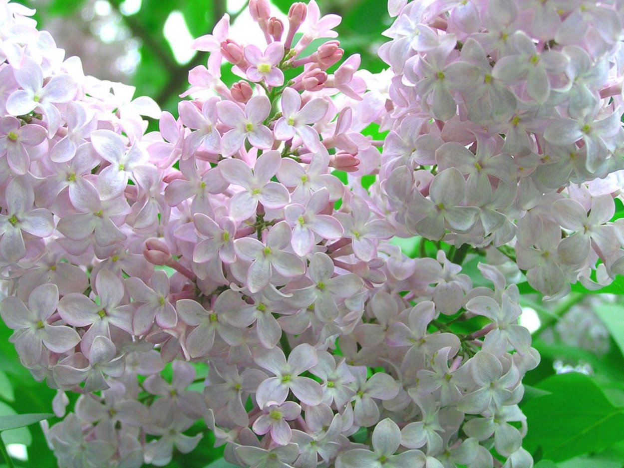 Белая сирень цветы