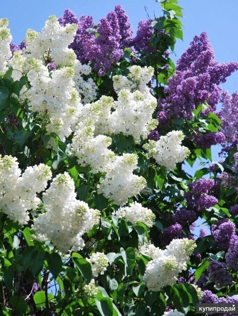 Сирень Syringa