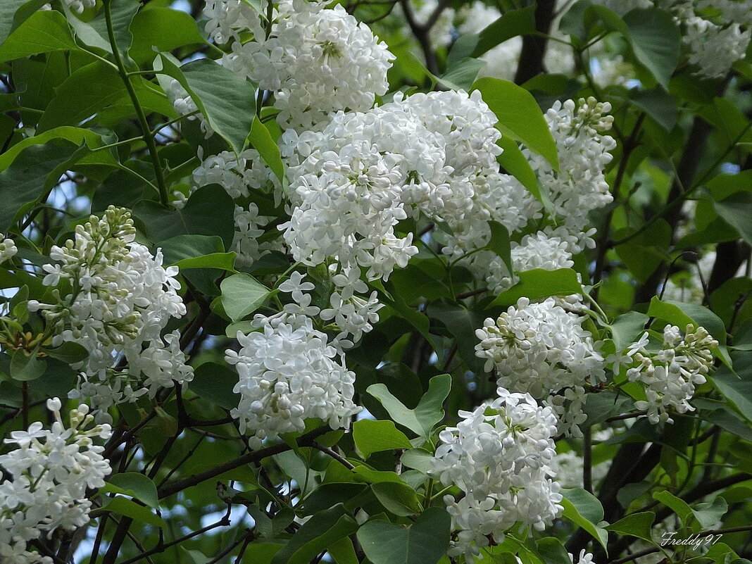 Сирень Флора