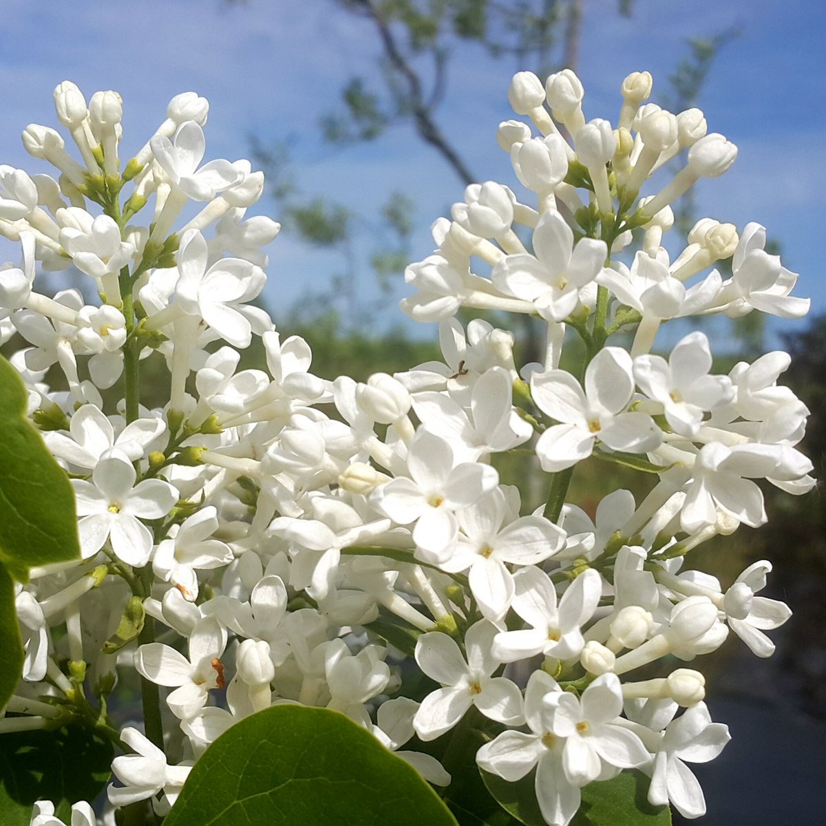 Сирень Амурская (Трескун Амурский)