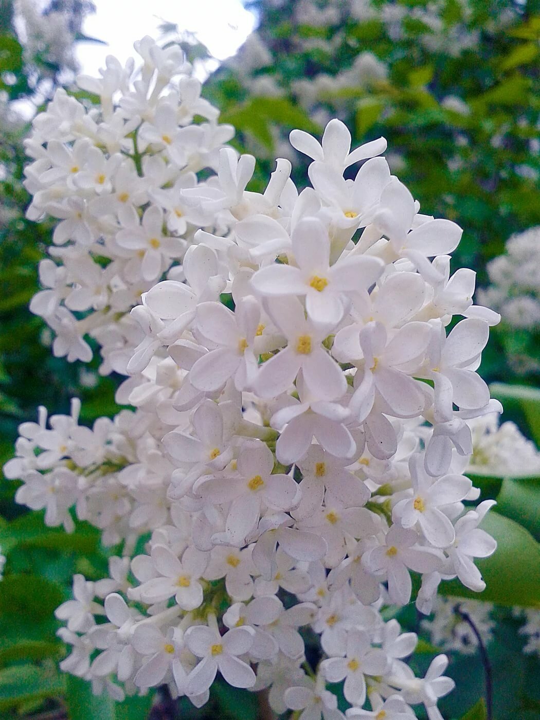 Сирень Lebedushka