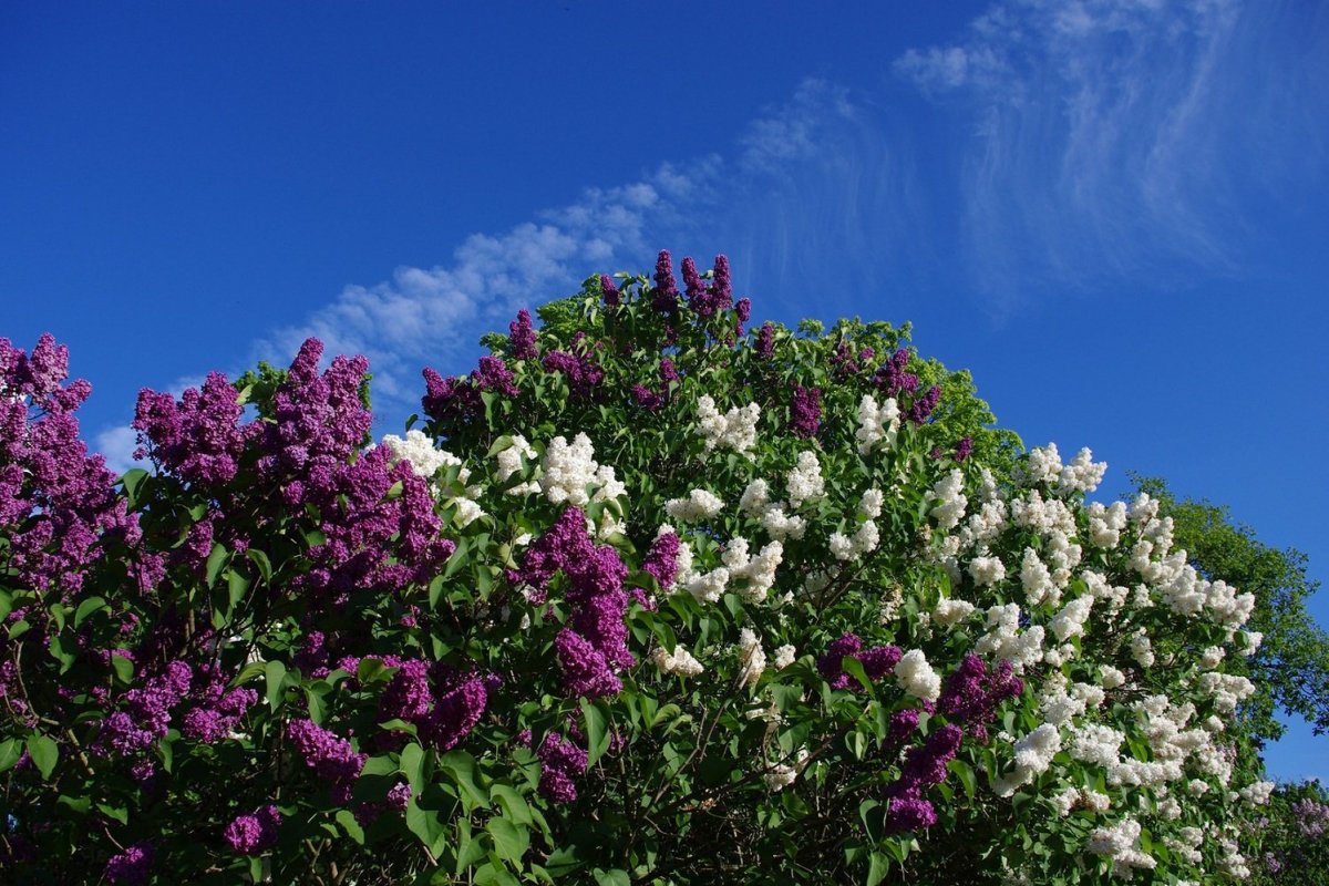 Сирень Персидская (Syringa persica)