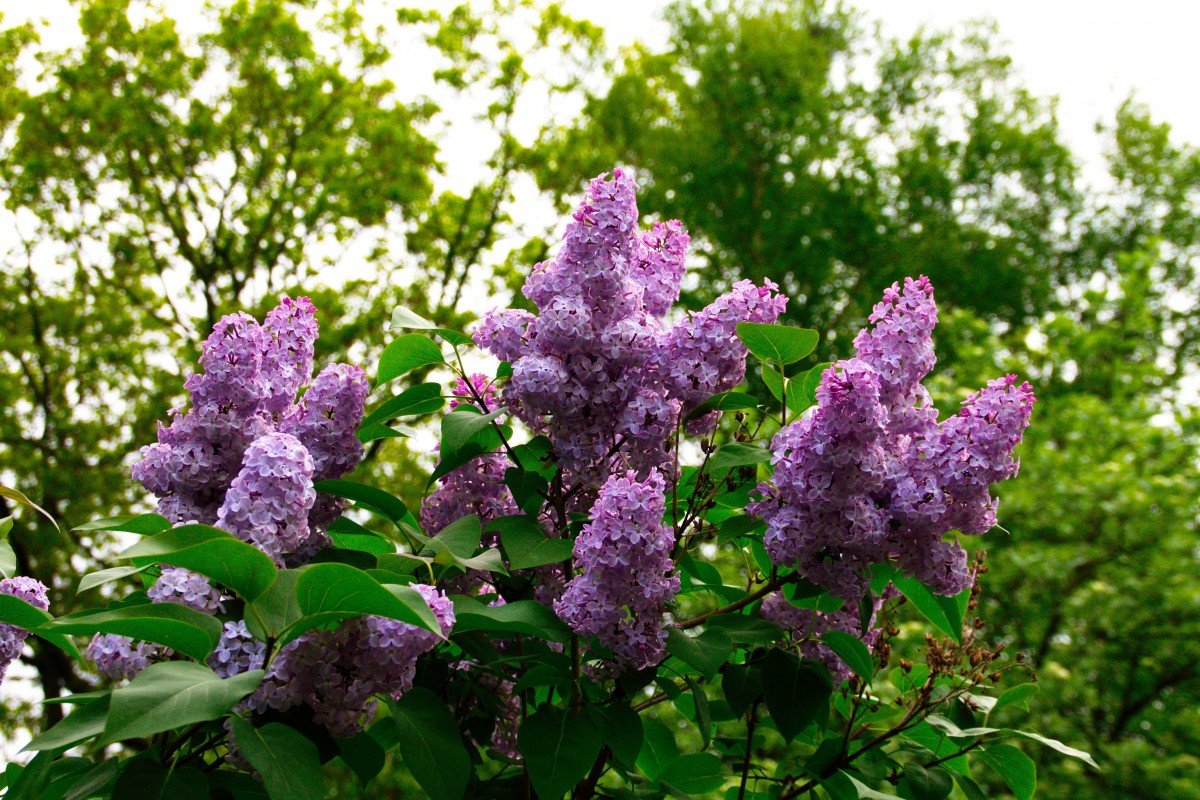 Сирень Syringa