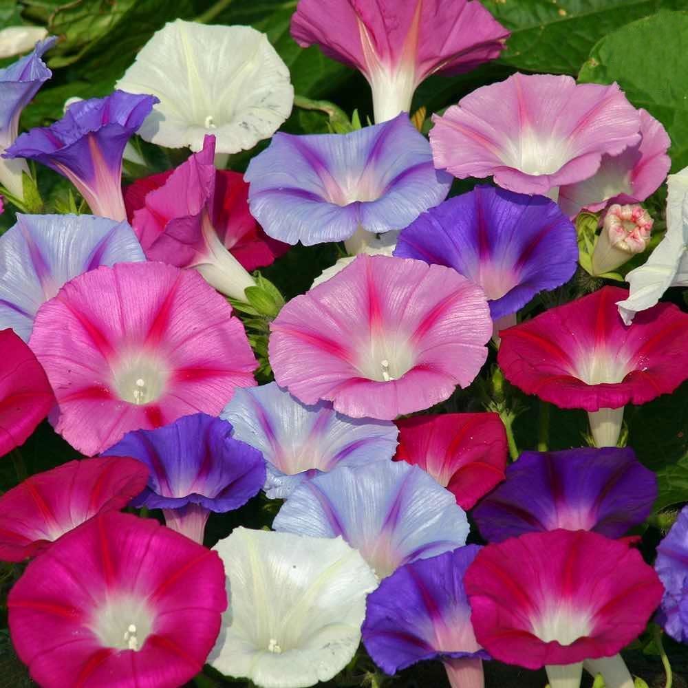 Ипомея трехцветная Ipomoea Tricolor