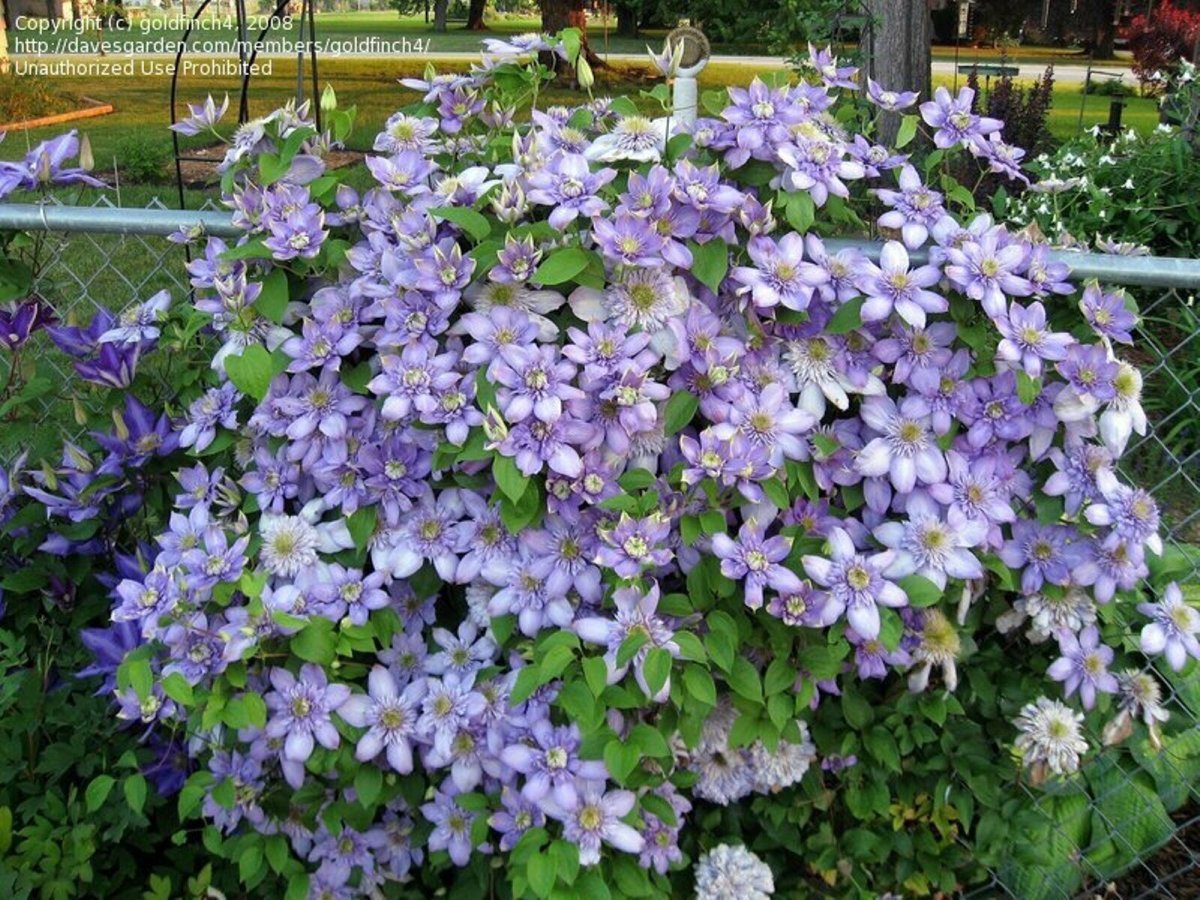 Клематис Блю Лайт