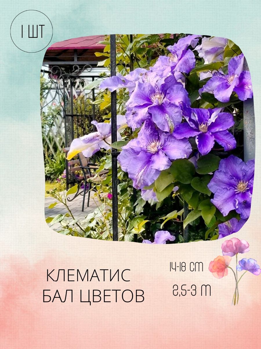 Qi qe корни клематиса br a