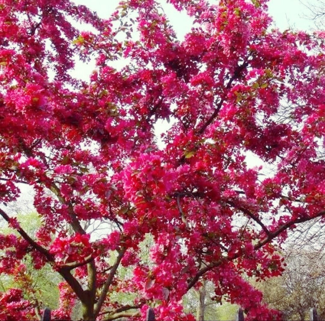 Яблоня "роялти" - Malus "Royalty"