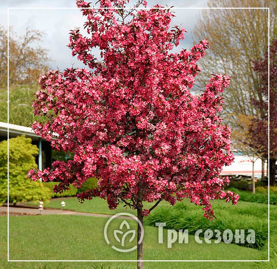 Яблоня "роялти" - Malus "Royalty"