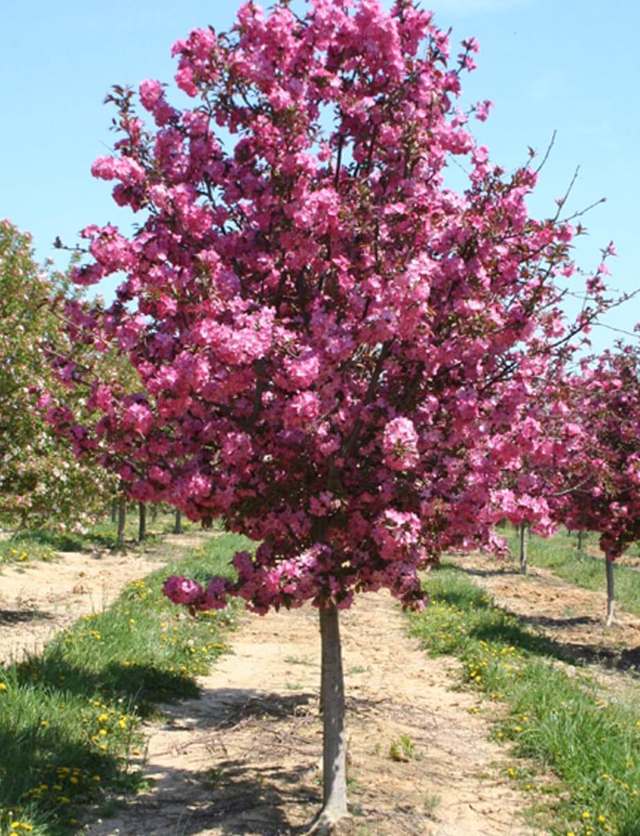 Яблоня Malus Royalty