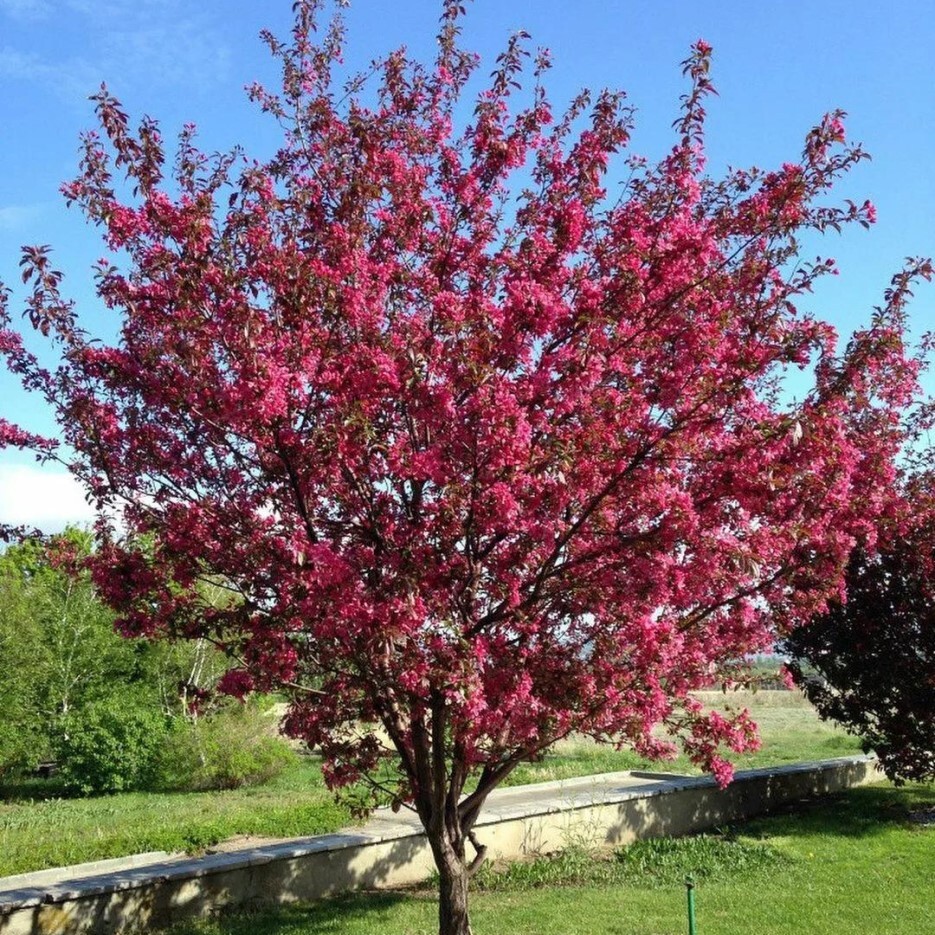 Яблоня Недзвецкого Malus niedzwetzkyana
