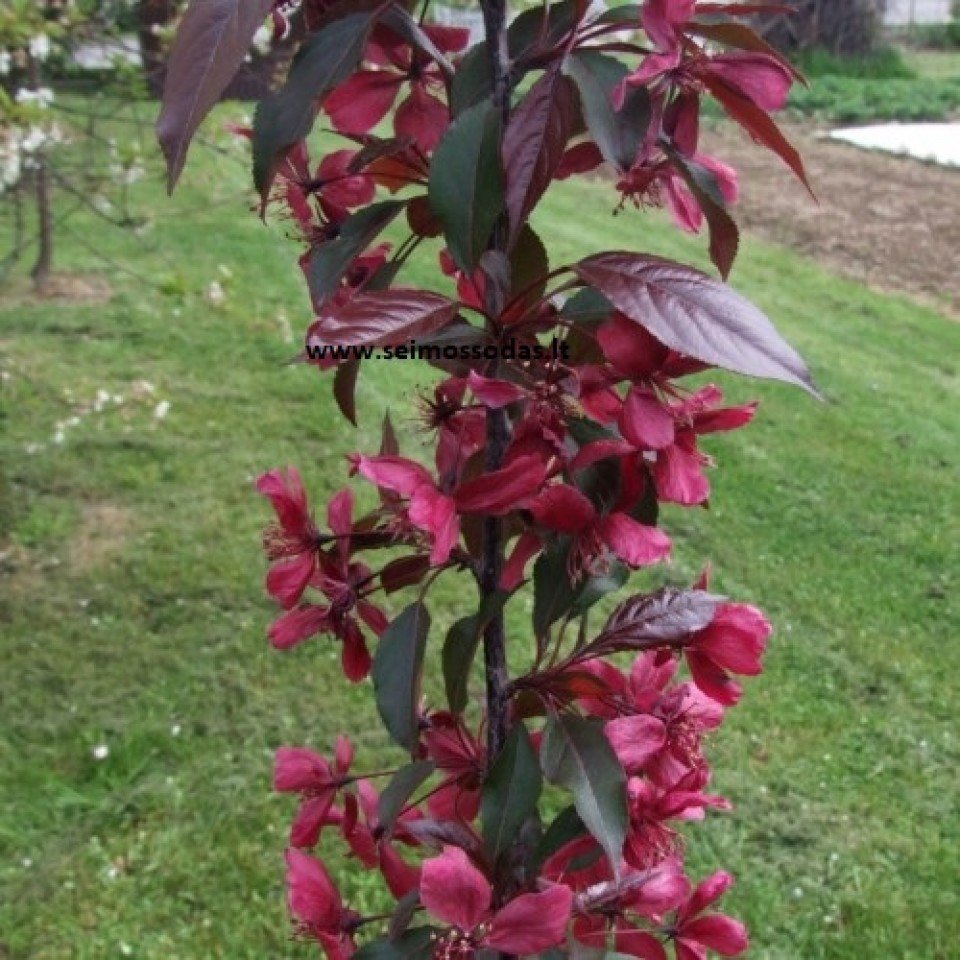Яблоня "роялти" - Malus "Royalty"