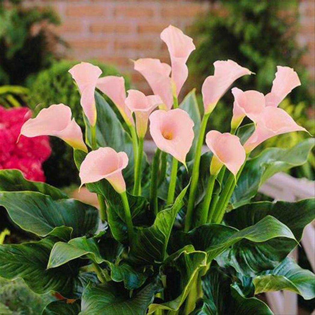 Калла, Zantedeschia, Calla
