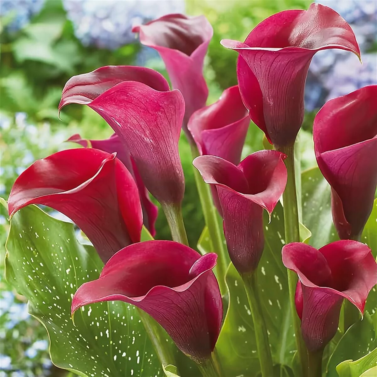 Калла (Zantedeschia) Самур