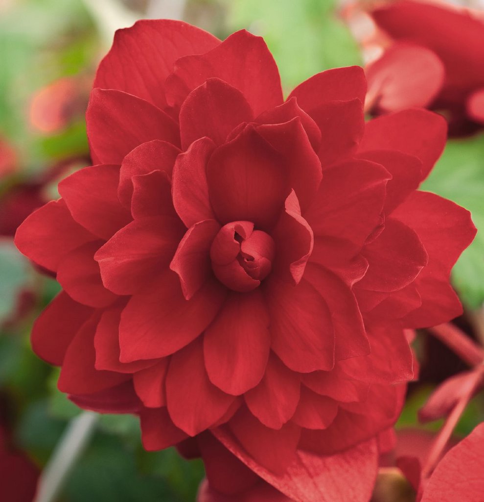 Бегония клубневая illumination Scarlet