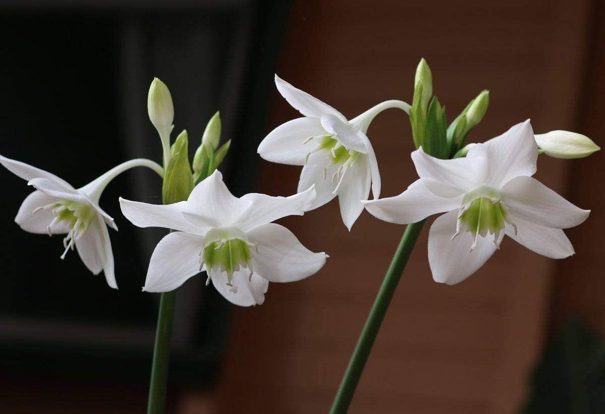 Эухарис (Eucharis)