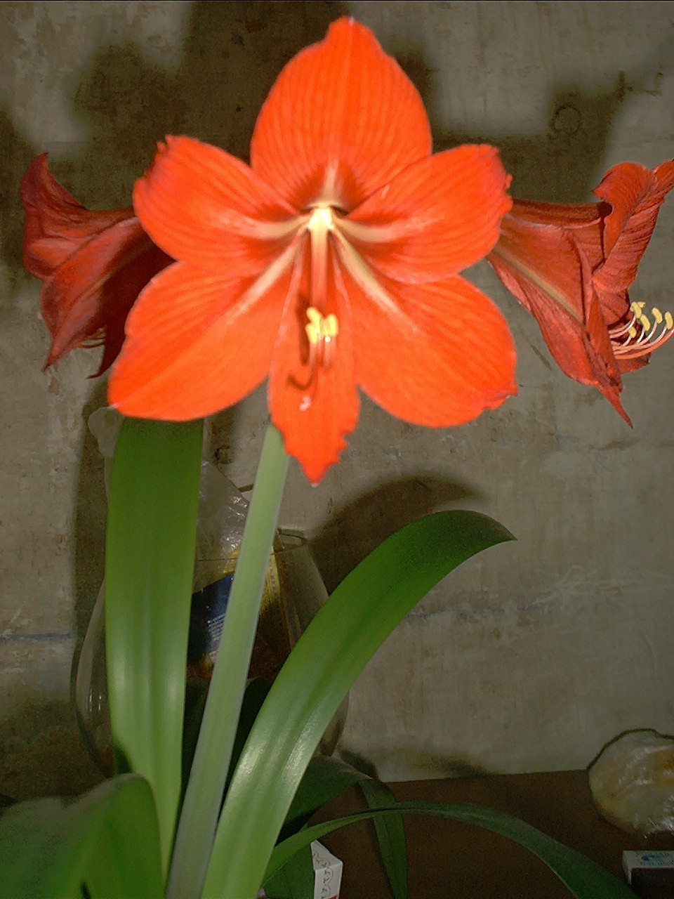 Кливия амариллис
