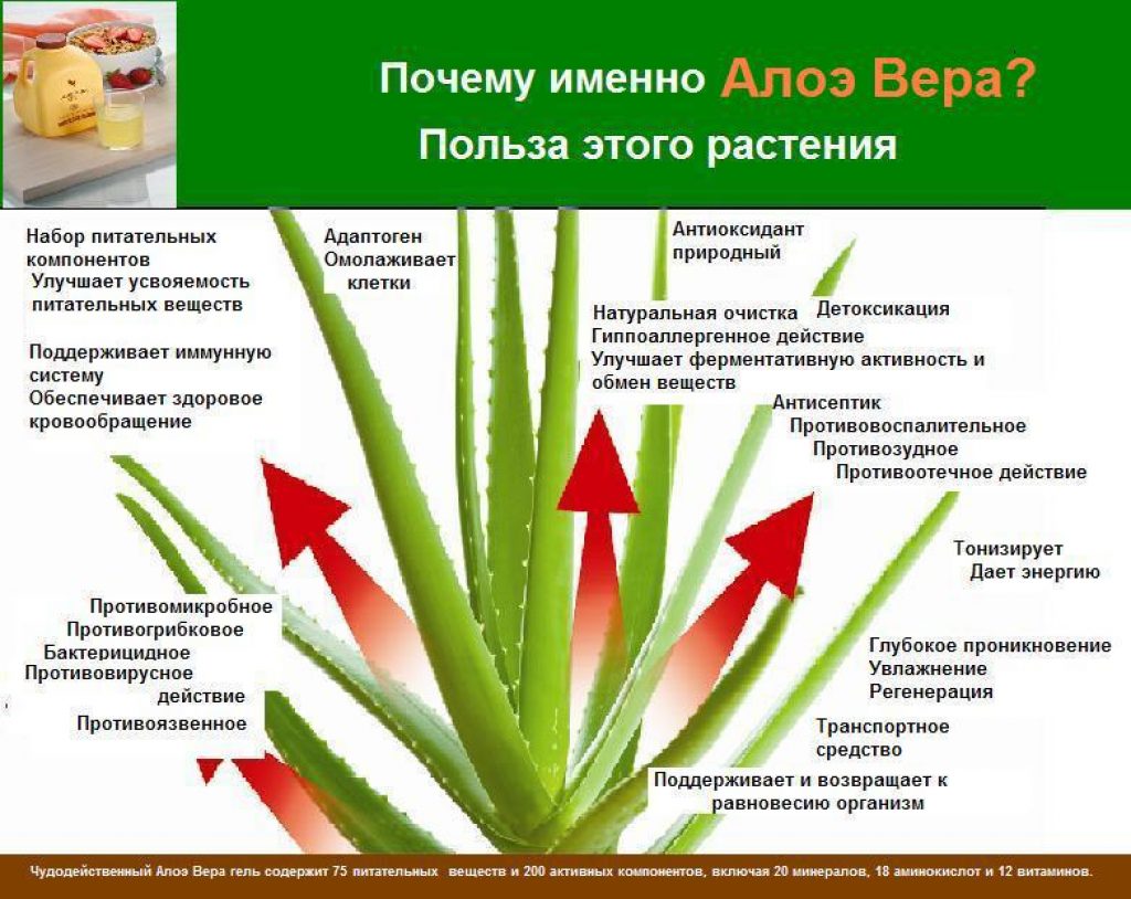 ЛР алоэ Вера растение