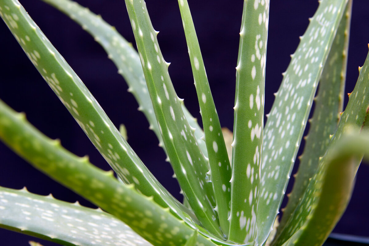 Алоэ Вера Aloe Vera