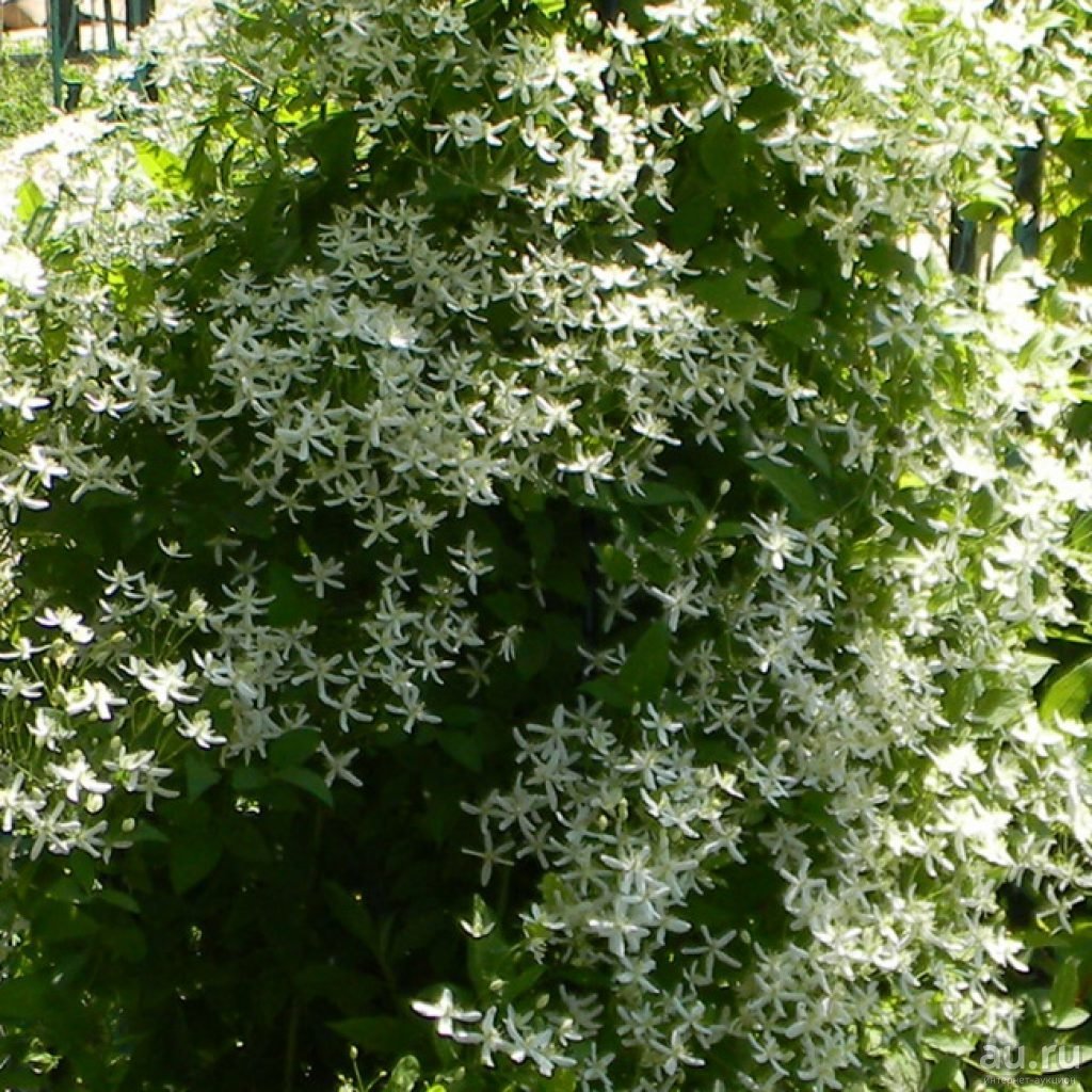 Клематис с мелкими белыми цветами