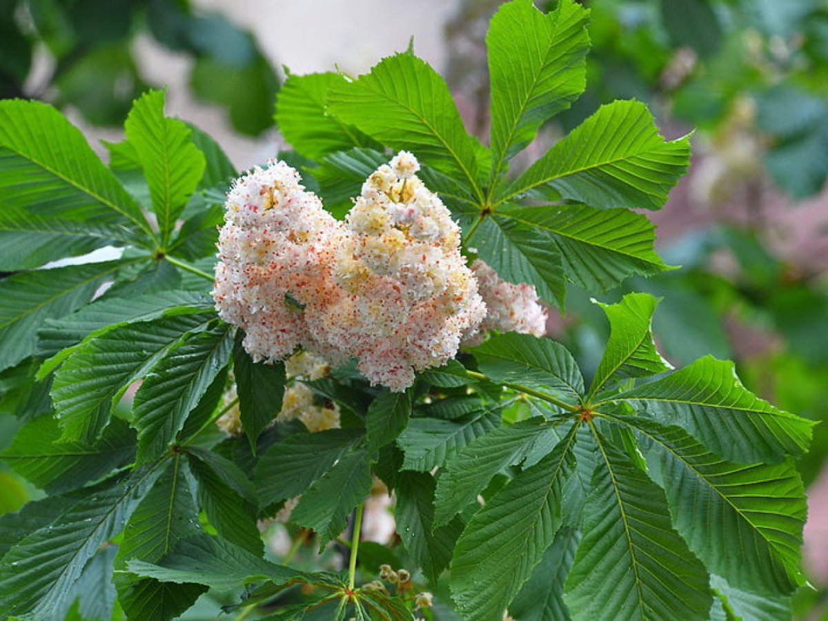 Каштан Aesculus hippocastanum monstrosa