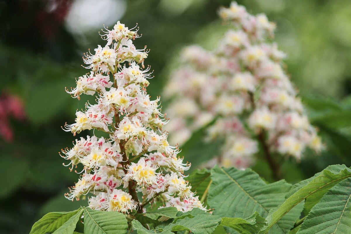Каштан конский (Aesculus)