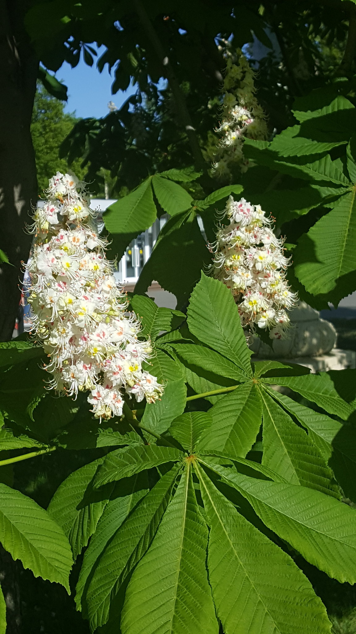 Каштан Castanea цветет