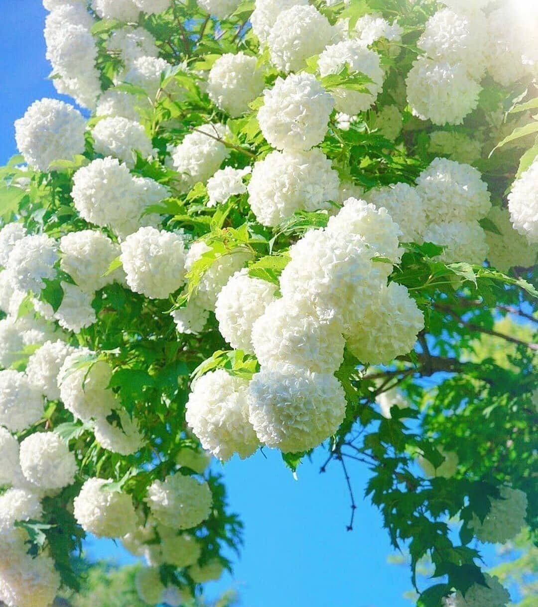 Цветы Калина бульденеж