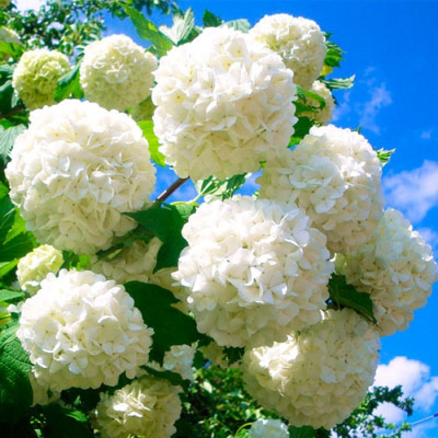 Калина бульденеж куст