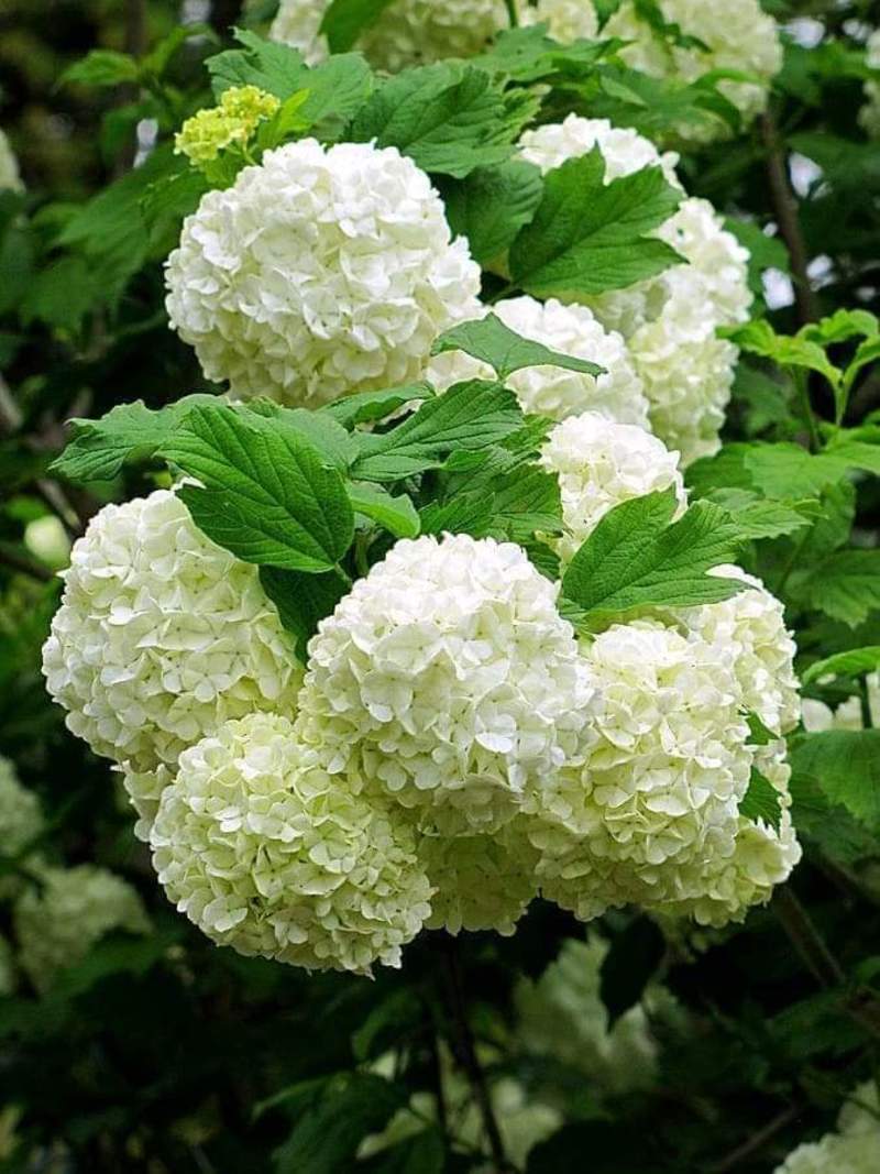 Кустарник Калина бульденеж