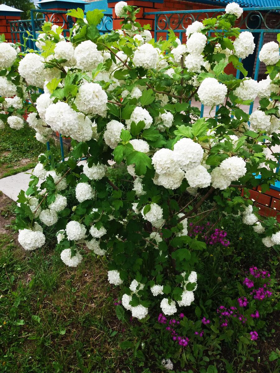 Кустарник Калина бульденеж