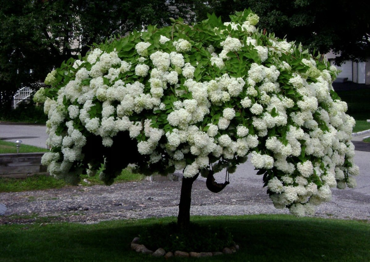 Калина грандифлора бульденеж