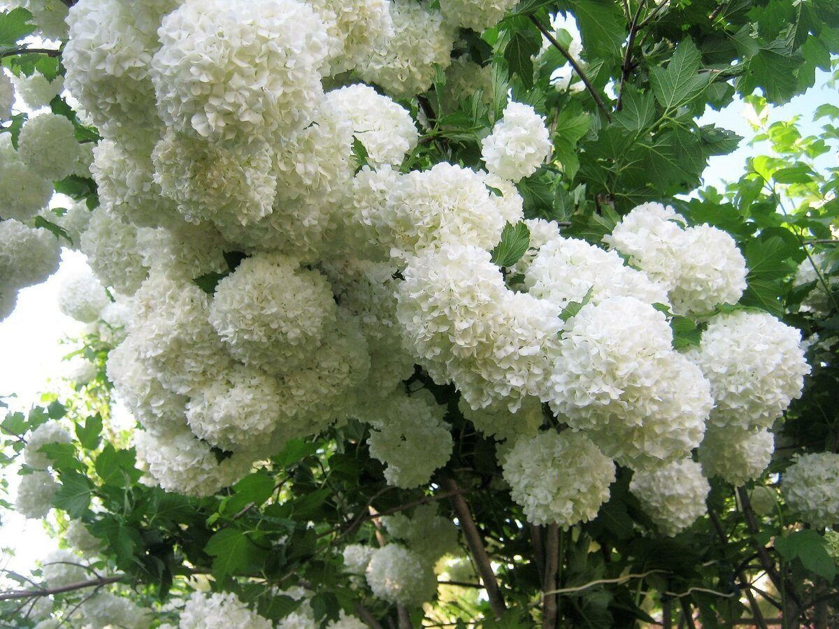 Кустарник Калина бульденеж