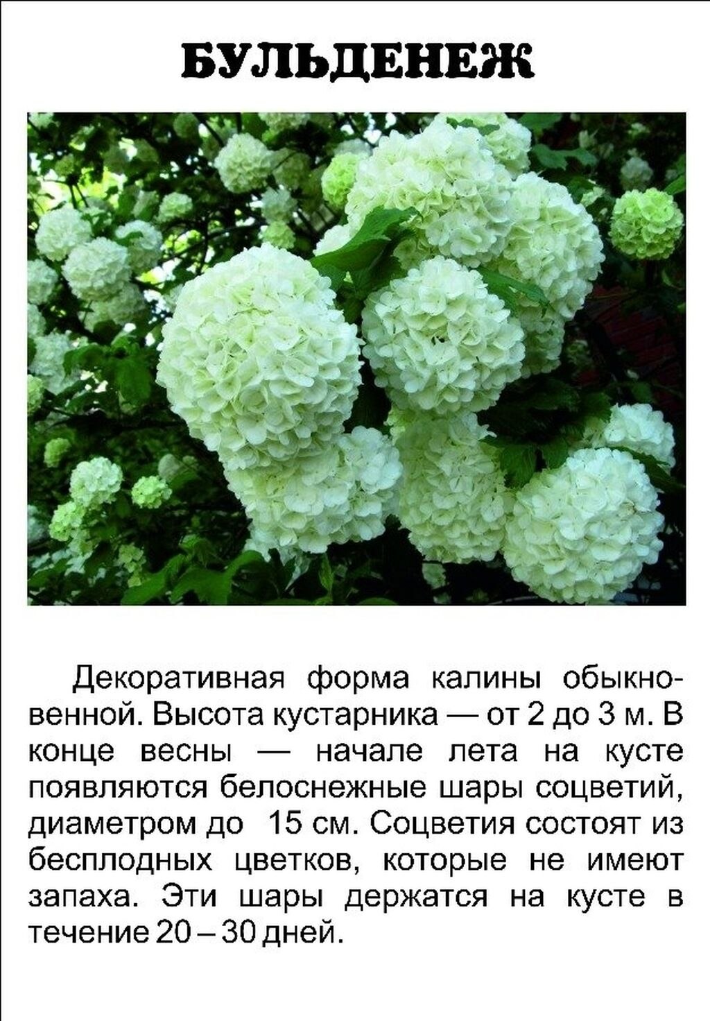 Бульденеж кустарник