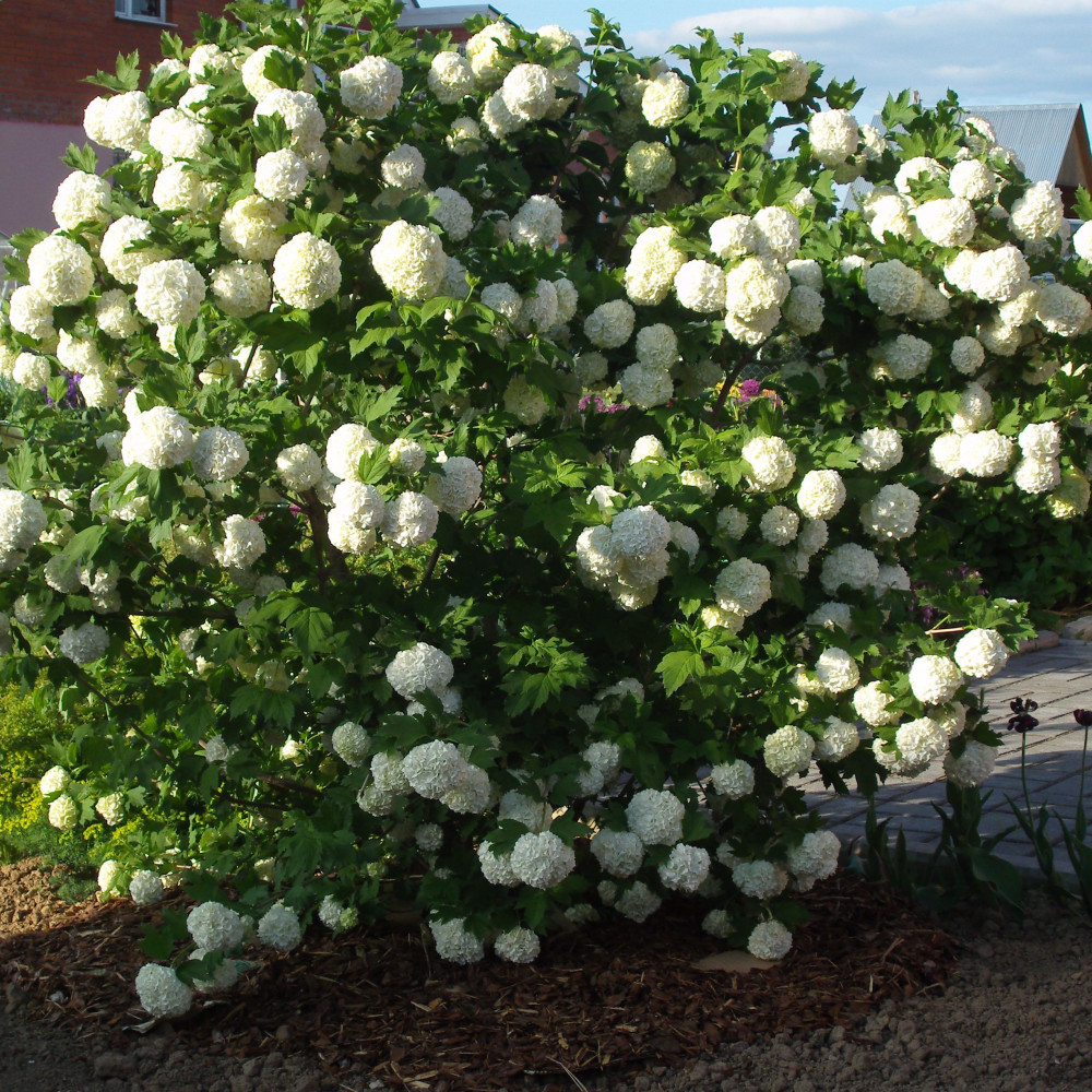 Калина бульденеж Roseum