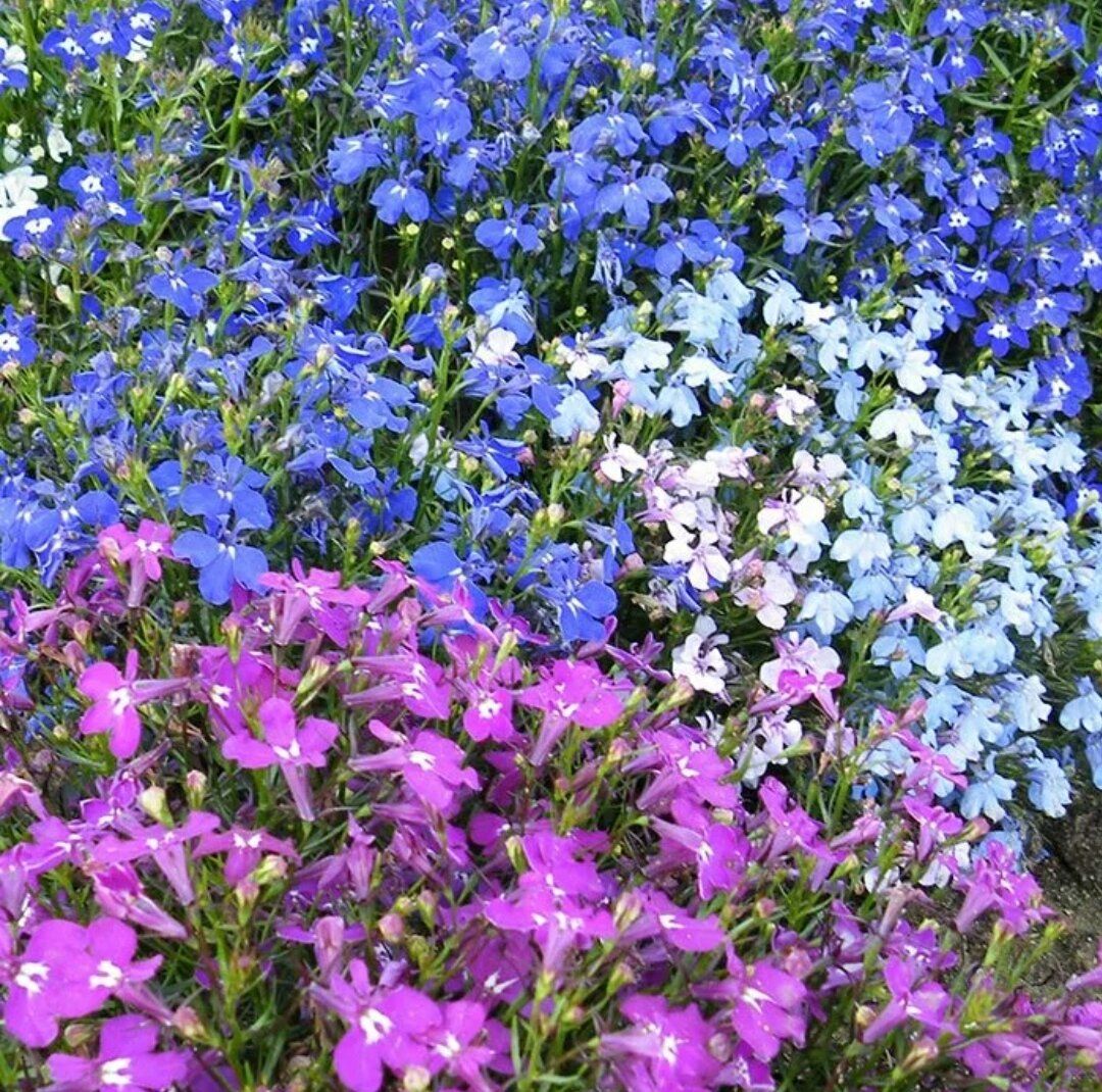Лобелия эринус (Lobelia erinus) Riviera Lilac