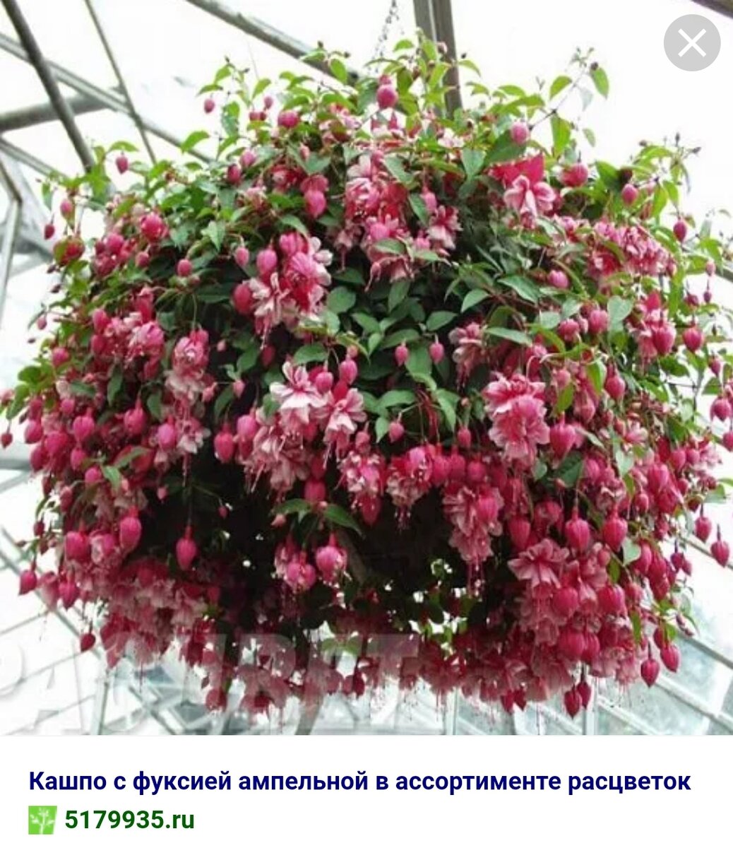 Пеларгония ампельная фуксия