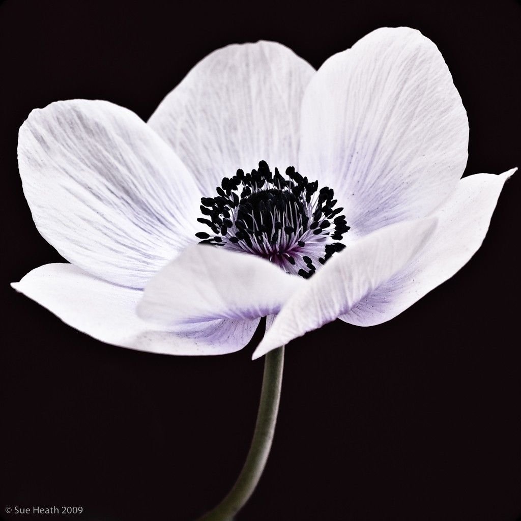 Анемон, ветреница (Anemone)