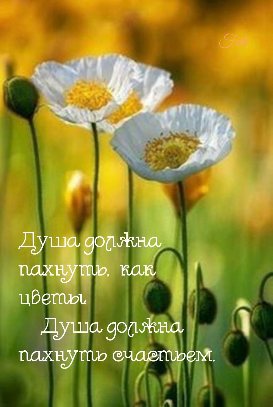 Белые маки цветы