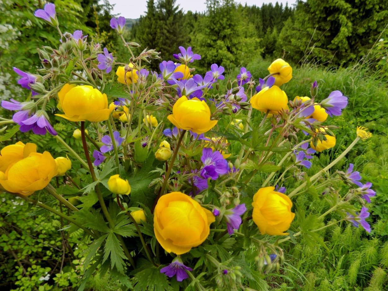 Купальница троллиус