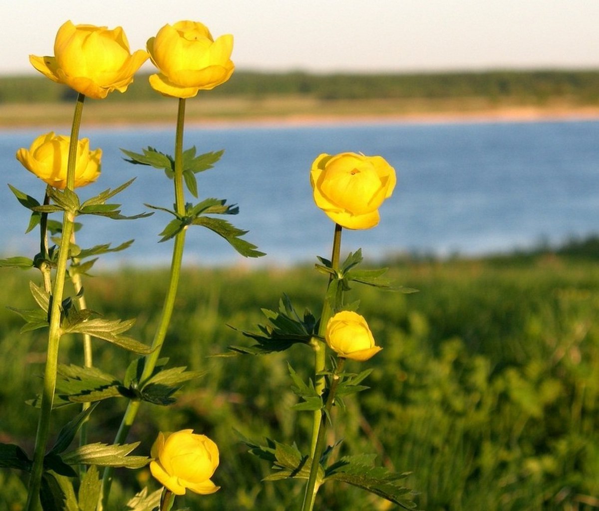 Купальница Италмас