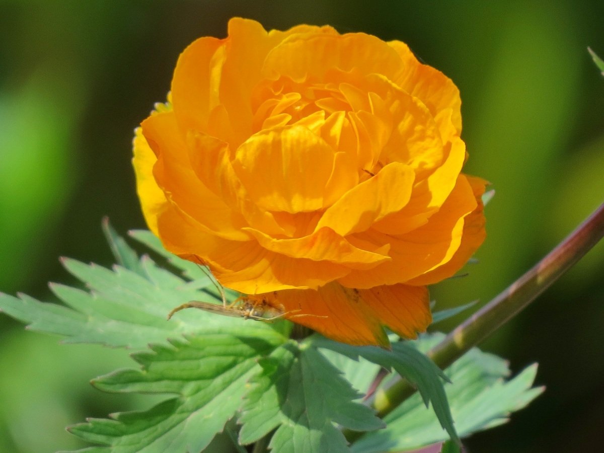 Купальница европейская (Trollius europaeus)