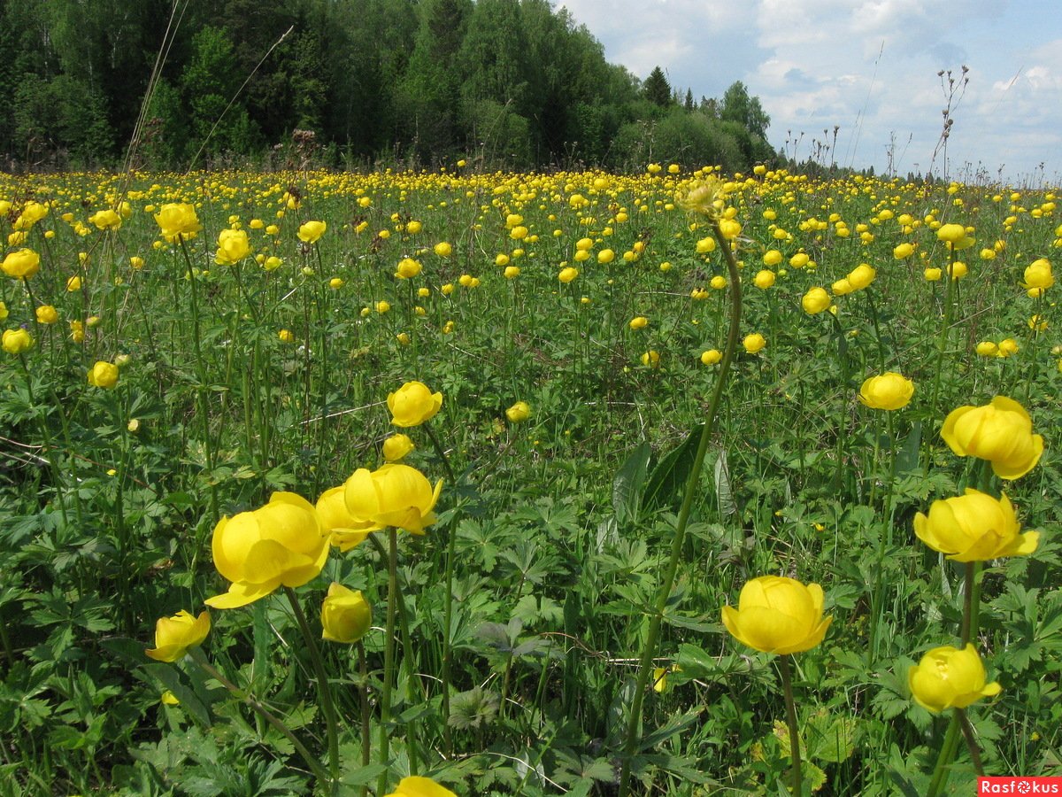Купальница Италмас