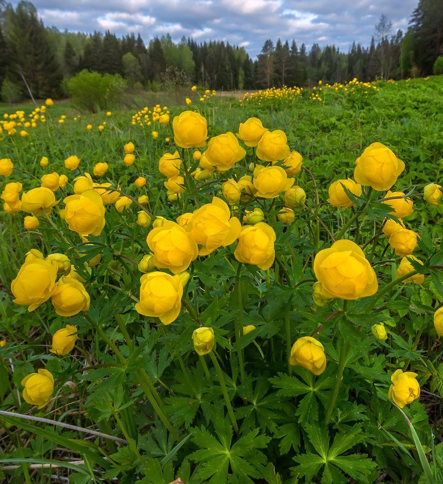 Купальница (Trollius)