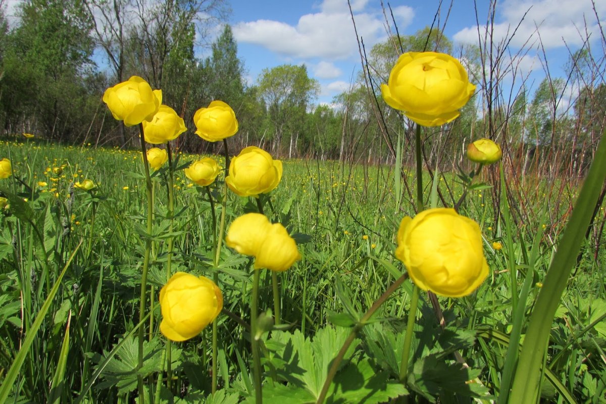 Купальница лютиковая