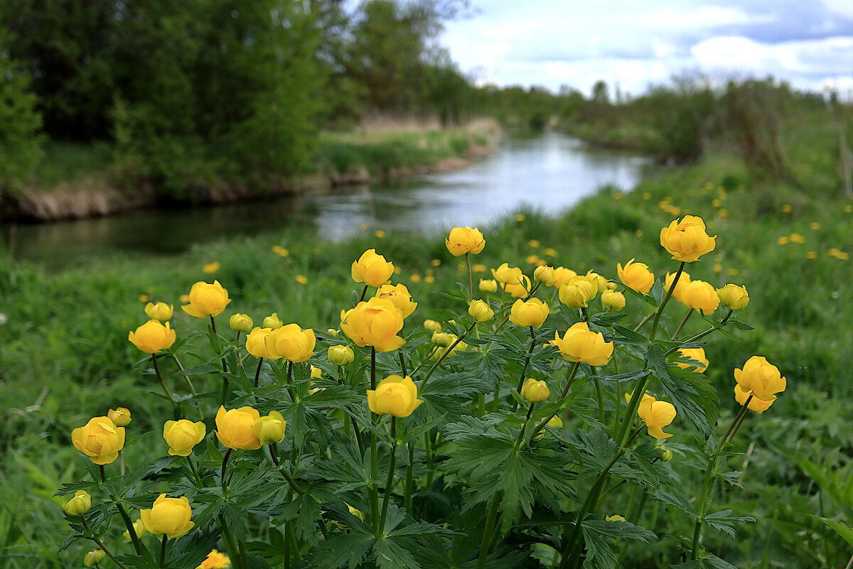 Купальница (Trollius)