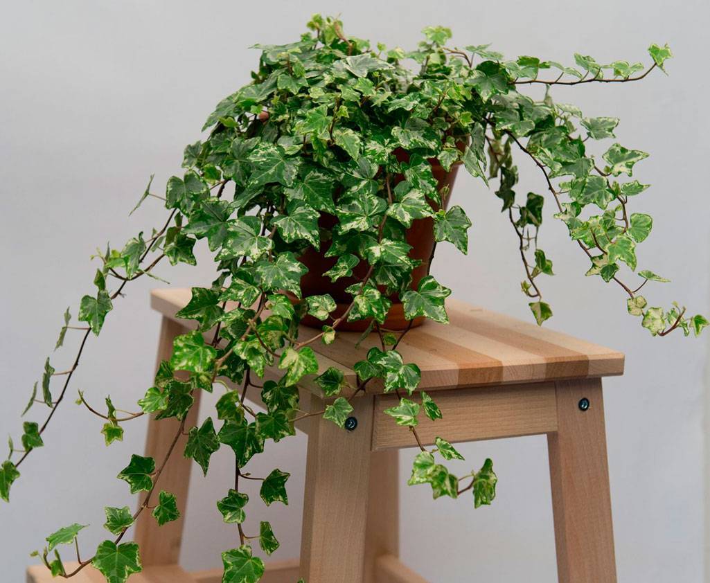 Плющ обыкновенный (Hedera Helix)