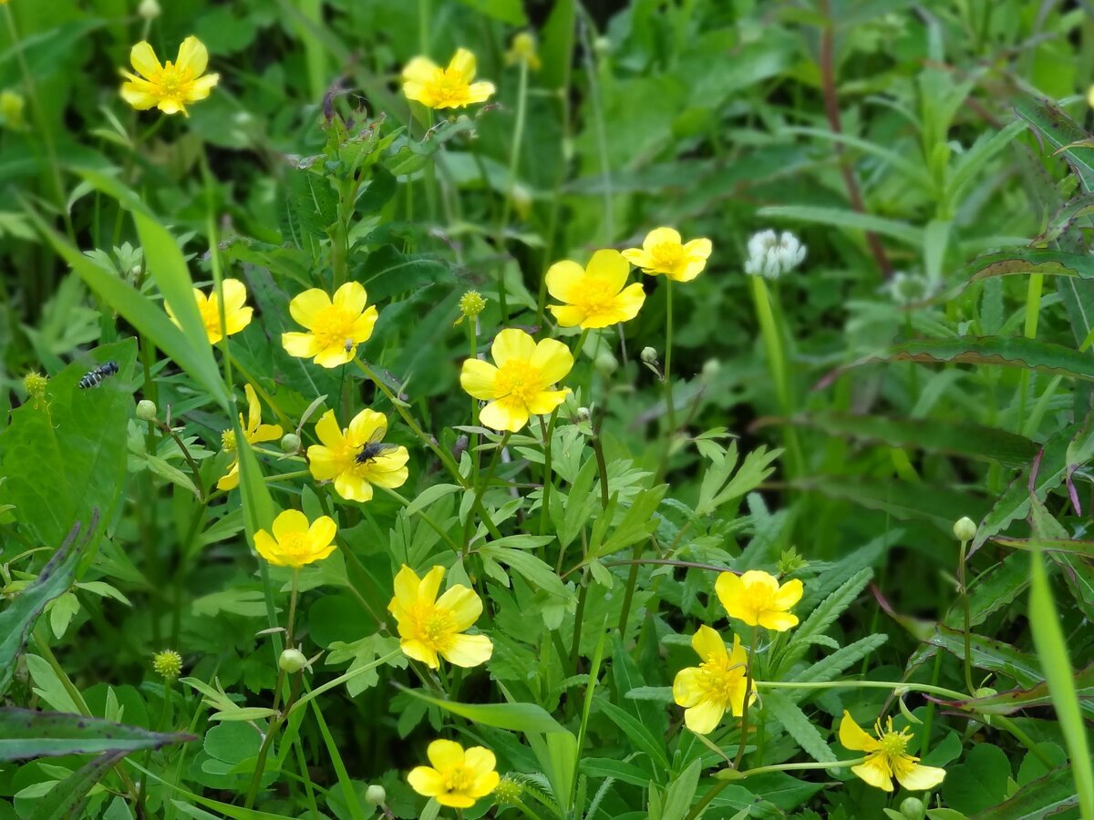 Лютик едкий – Ranúnculus Ácris l.