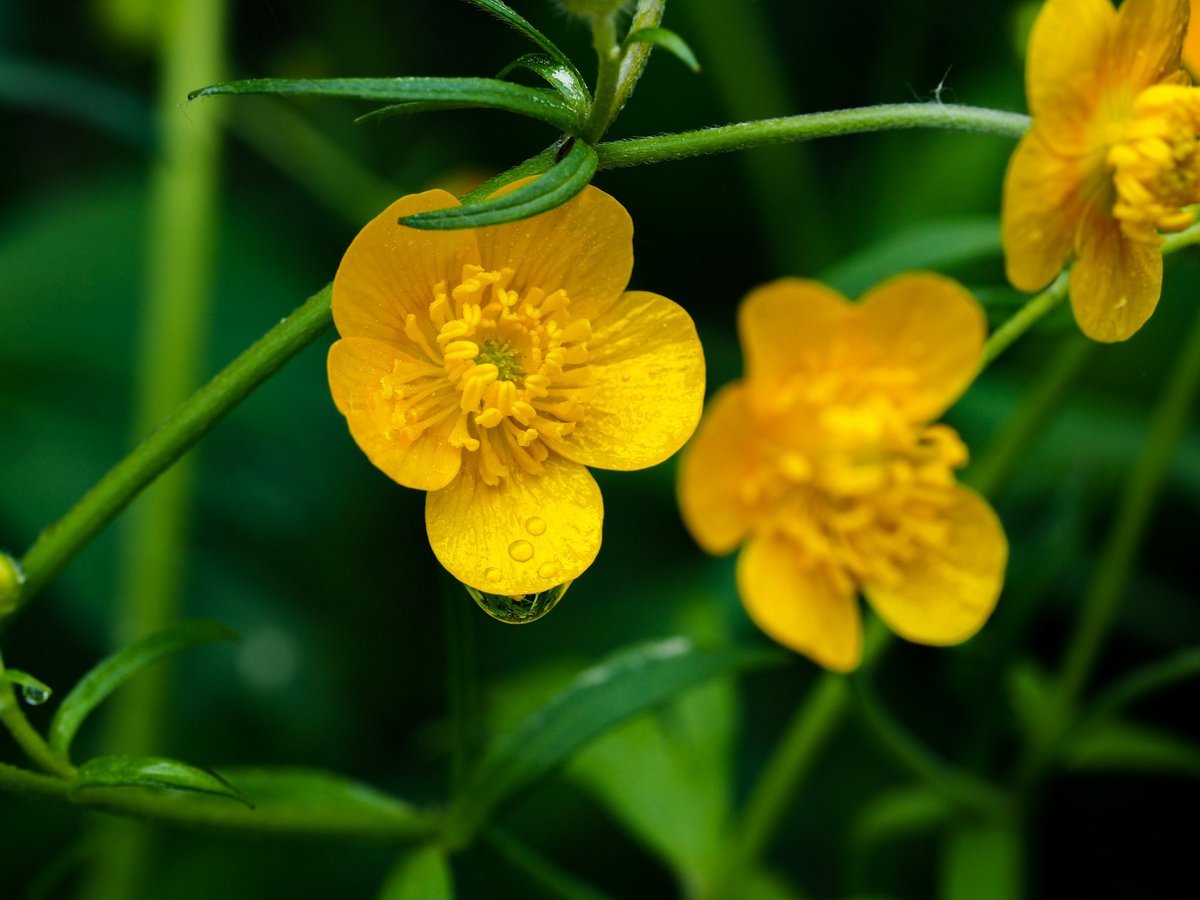 Ranunculus Acris Лютик едкий