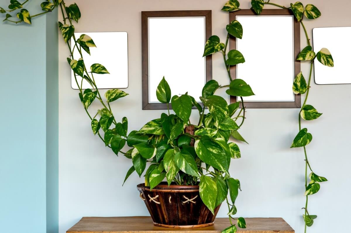 Эпипремнум золотистый Epipremnum Aureum